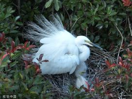 安徽肥东：岱山湖畔 候鸟筑巢安家