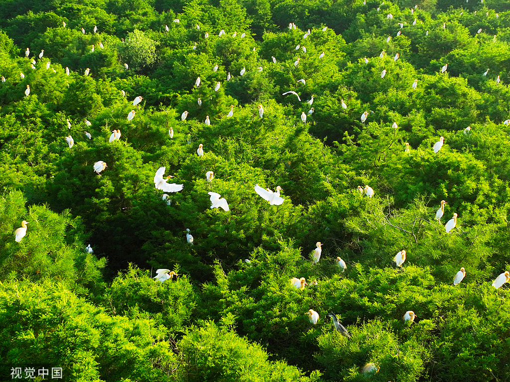 江苏连云港：水杉林中白鹭成群“起舞” 扮靓生态环境