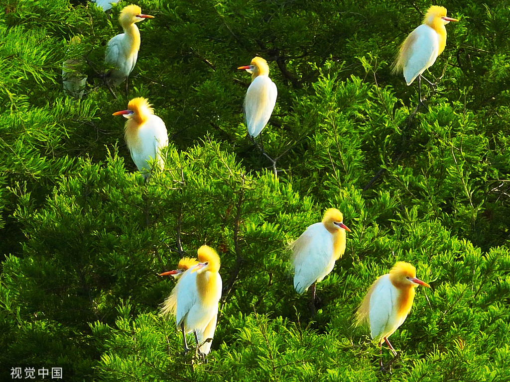 江苏连云港：水杉林中白鹭成群“起舞” 扮靓生态环境