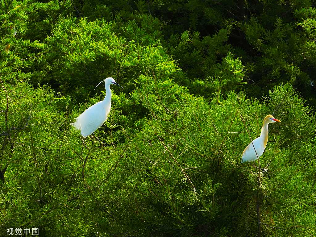 江苏连云港：水杉林中白鹭成群“起舞” 扮靓生态环境