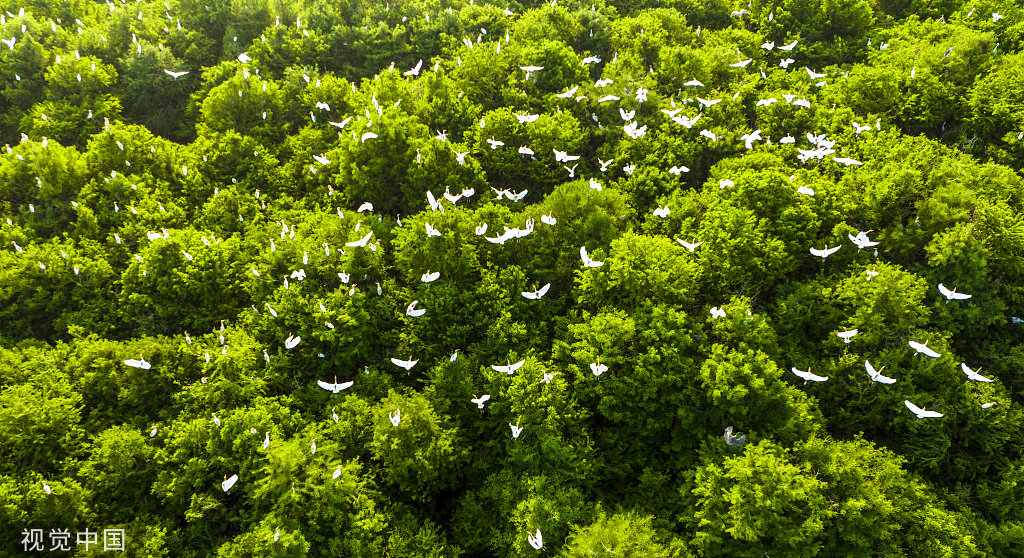 江苏连云港：水杉林中白鹭成群“起舞” 扮靓生态环境