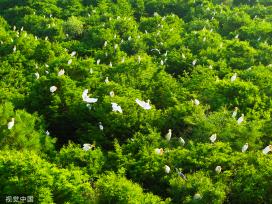 江苏连云港：水杉林中白鹭成群“起舞” 扮靓生态环境