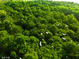 江苏连云港：水杉林中白鹭成群“起舞” 扮靓生态环境