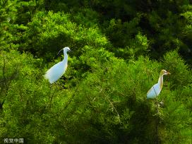 江苏连云港：水杉林中白鹭成群“起舞” 扮靓生态环境