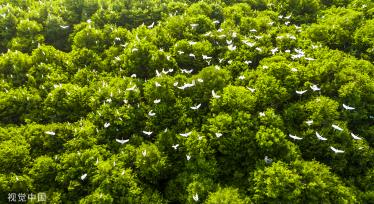 江苏连云港：水杉林中白鹭成群“起舞” 扮靓生态环境