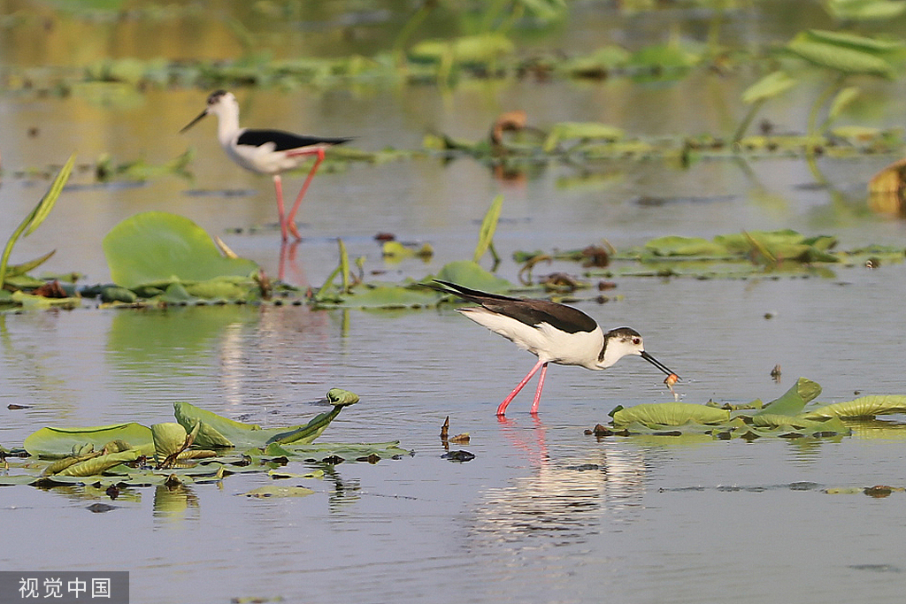 江苏灌云：新荷舒展莲芽 新叶吐蕊