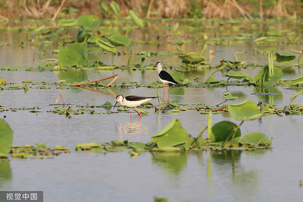 江苏灌云：新荷舒展莲芽 新叶吐蕊