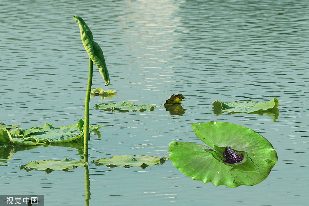 江苏灌云：新荷舒展莲芽 新叶吐蕊