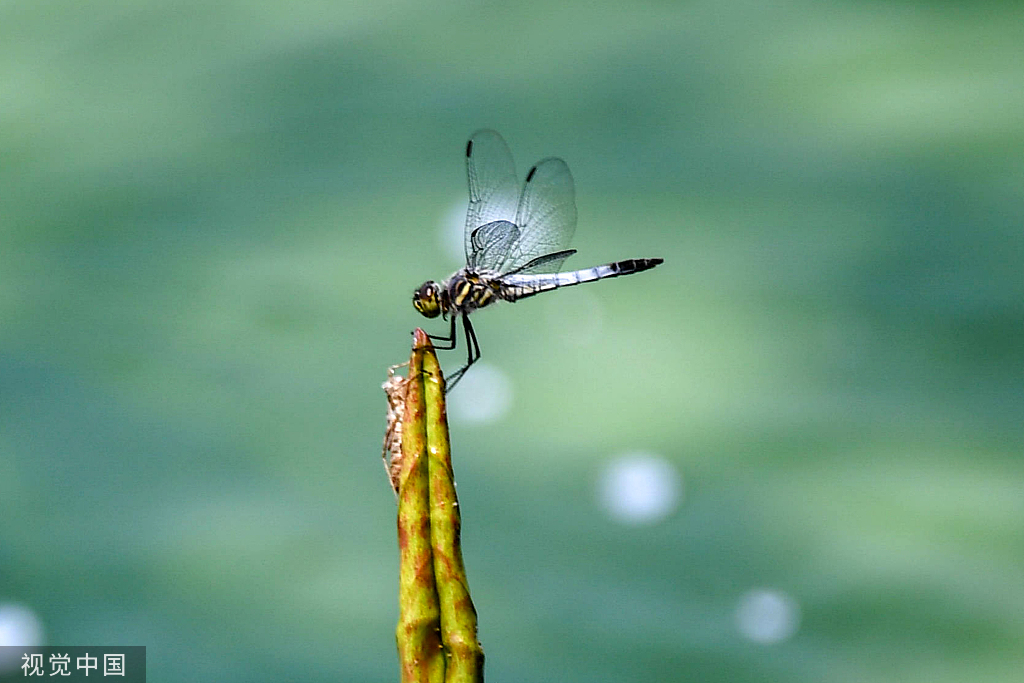 江苏灌云：新荷舒展莲芽 新叶吐蕊