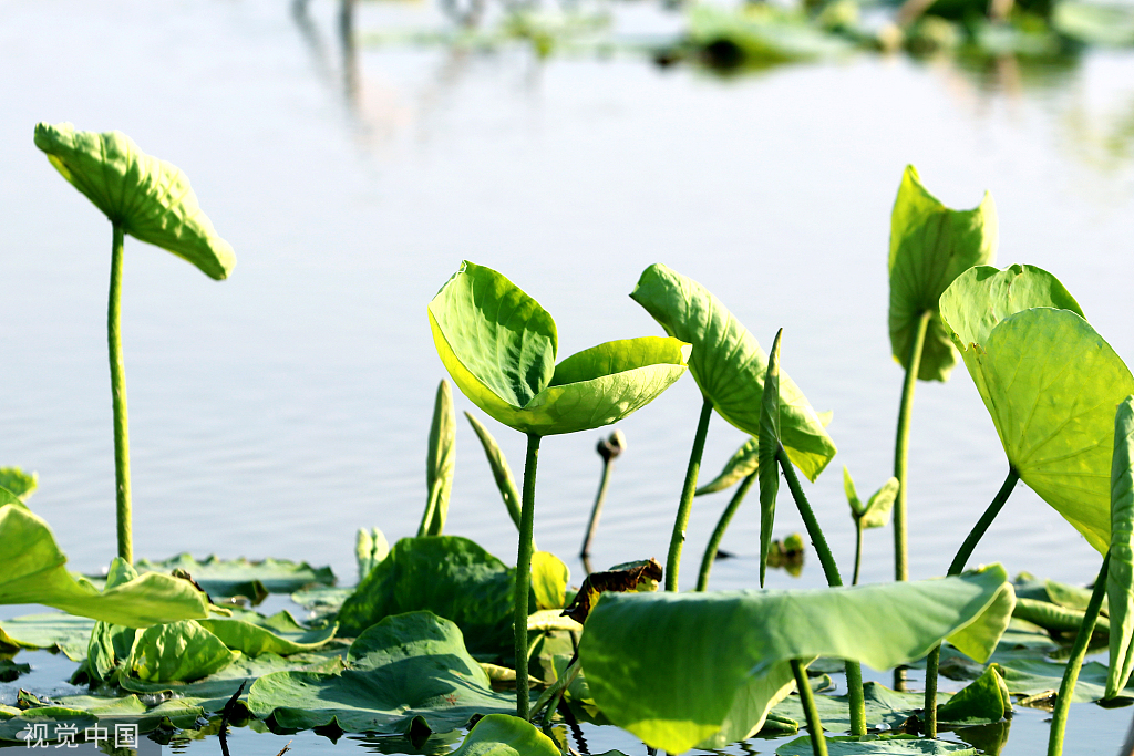 江苏灌云：新荷舒展莲芽 新叶吐蕊