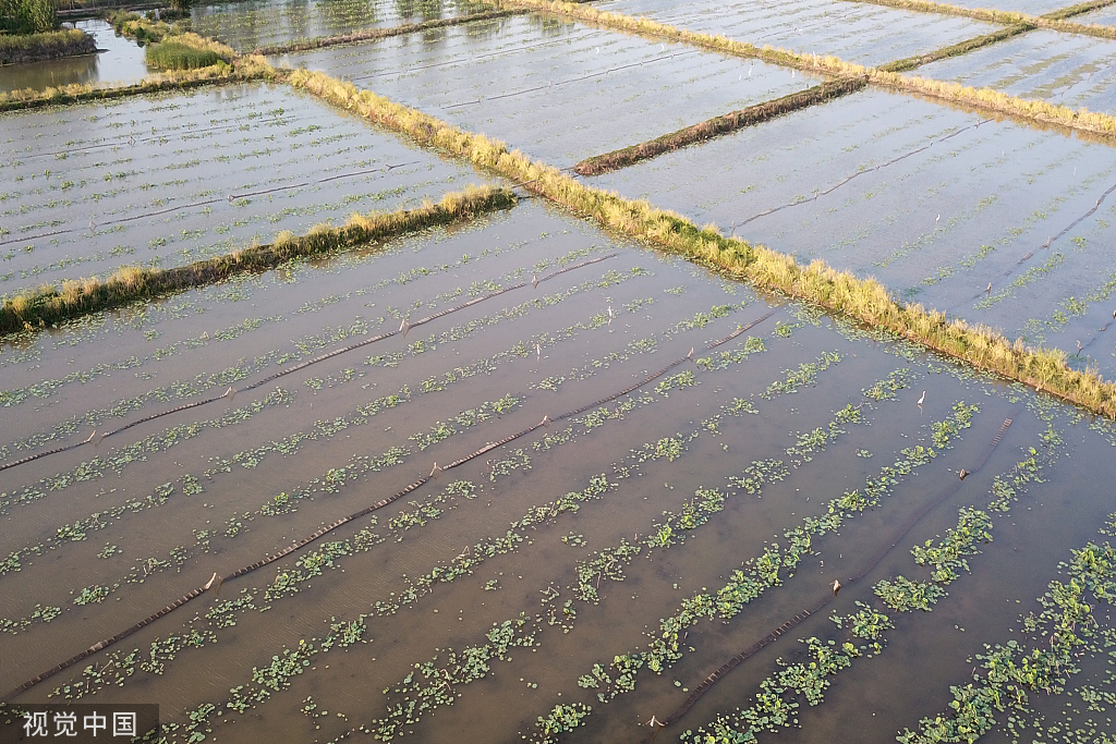 江苏灌云：新荷舒展莲芽 新叶吐蕊