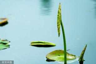江苏灌云：新荷舒展莲芽 新叶吐蕊