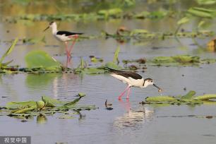 江苏灌云：新荷舒展莲芽 新叶吐蕊