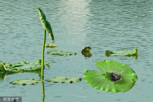 江苏灌云：新荷舒展莲芽 新叶吐蕊
