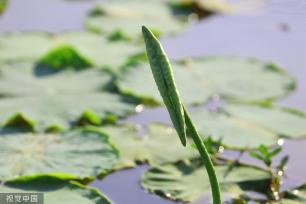江苏灌云：新荷舒展莲芽 新叶吐蕊