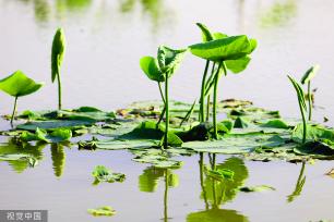 江苏灌云：新荷舒展莲芽 新叶吐蕊