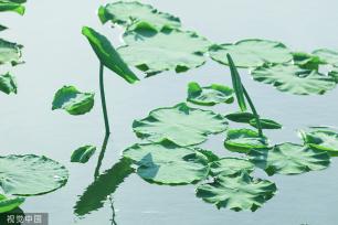 江苏灌云：新荷舒展莲芽 新叶吐蕊