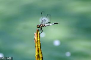 江苏灌云：新荷舒展莲芽 新叶吐蕊