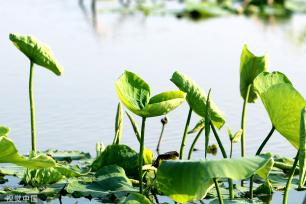 江苏灌云：新荷舒展莲芽 新叶吐蕊