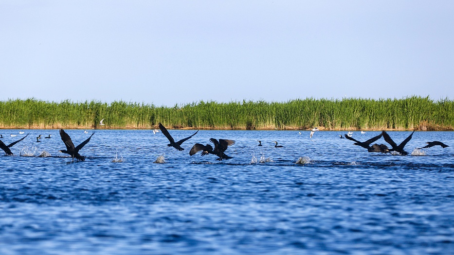 新疆巴州：博斯騰湖蘆葦返青 水鳥棲息繁殖