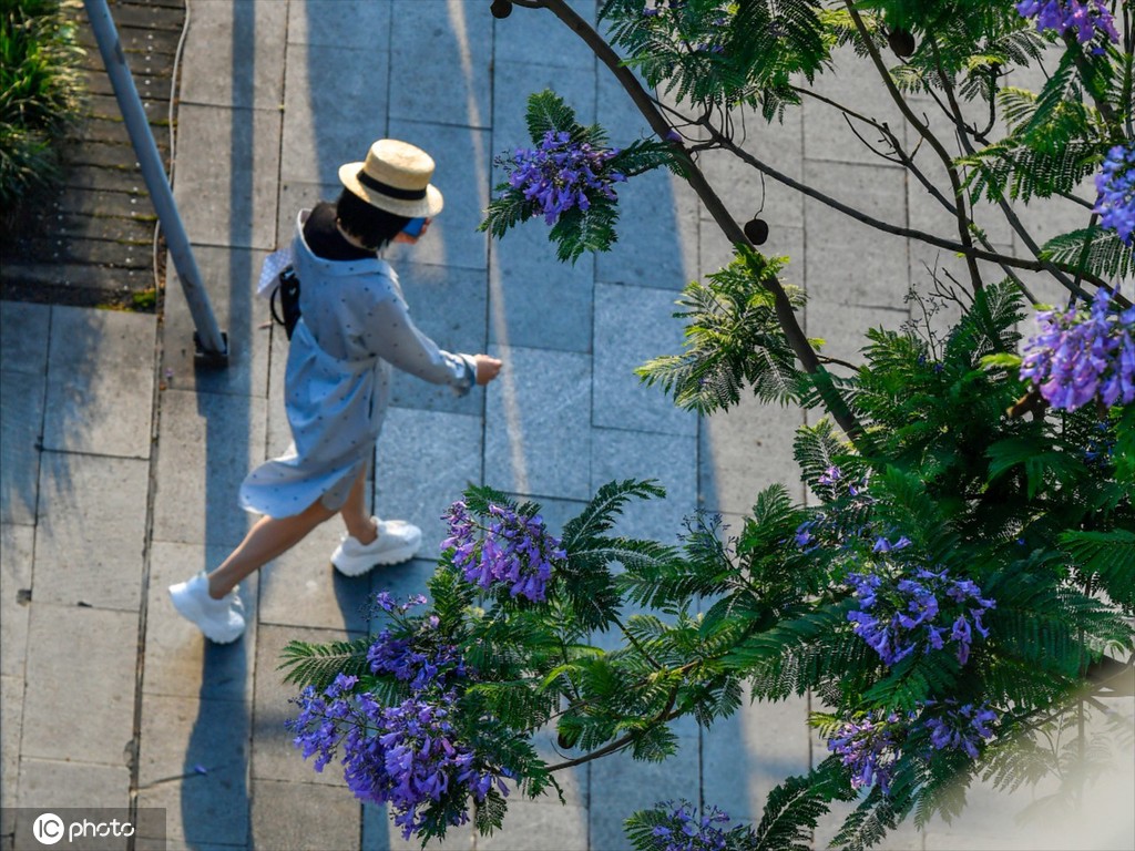 重庆蓝花楹绽放 浪漫温柔蓝紫色唤醒夏天