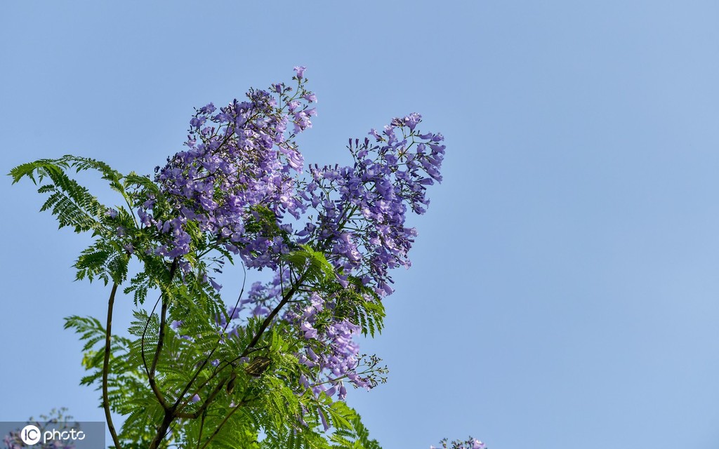 重庆蓝花楹绽放 浪漫温柔蓝紫色唤醒夏天