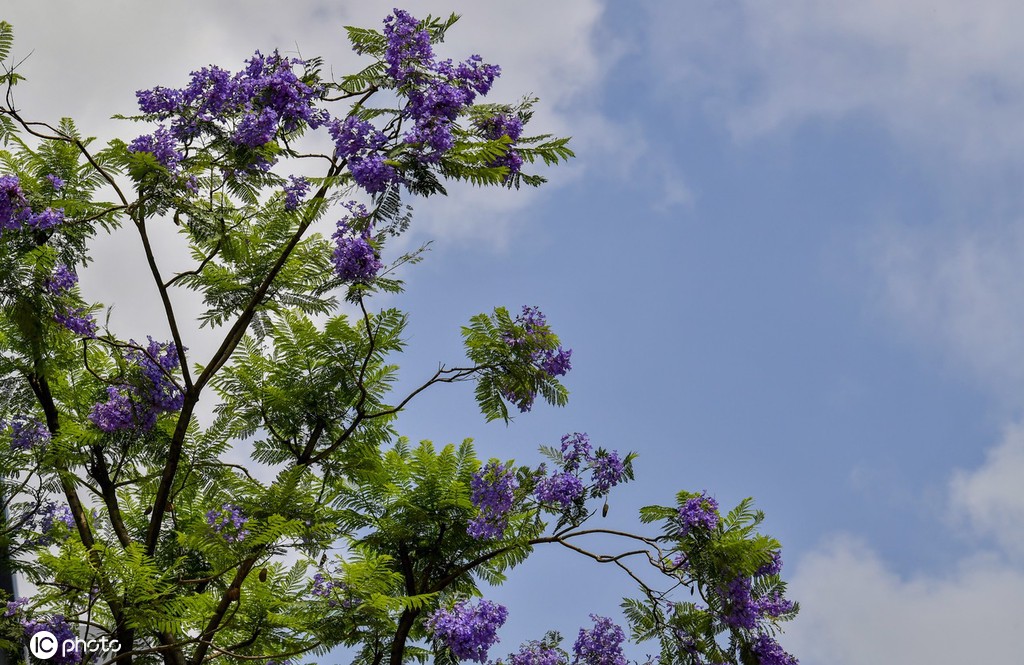 重庆蓝花楹绽放 浪漫温柔蓝紫色唤醒夏天