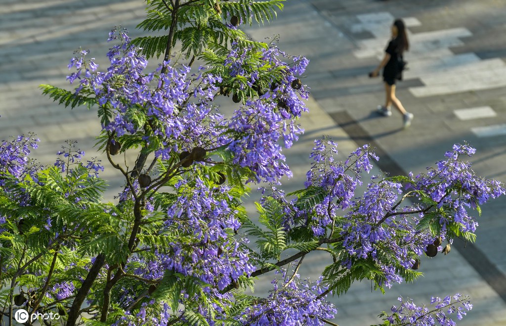 重庆蓝花楹绽放 浪漫温柔蓝紫色唤醒夏天