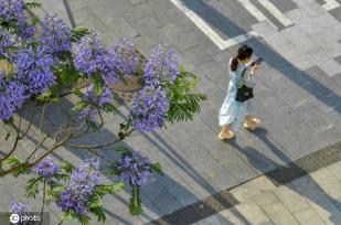 重庆蓝花楹绽放 浪漫温柔蓝紫色唤醒夏天