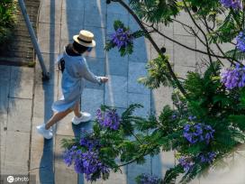 重庆蓝花楹绽放 浪漫温柔蓝紫色唤醒夏天