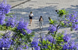 重庆蓝花楹绽放 浪漫温柔蓝紫色唤醒夏天