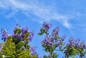 重庆蓝花楹绽放 浪漫温柔蓝紫色唤醒夏天