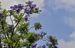 重庆蓝花楹绽放 浪漫温柔蓝紫色唤醒夏天