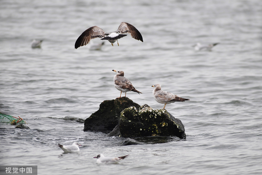 山东青岛：成群海鸥渔港度夏