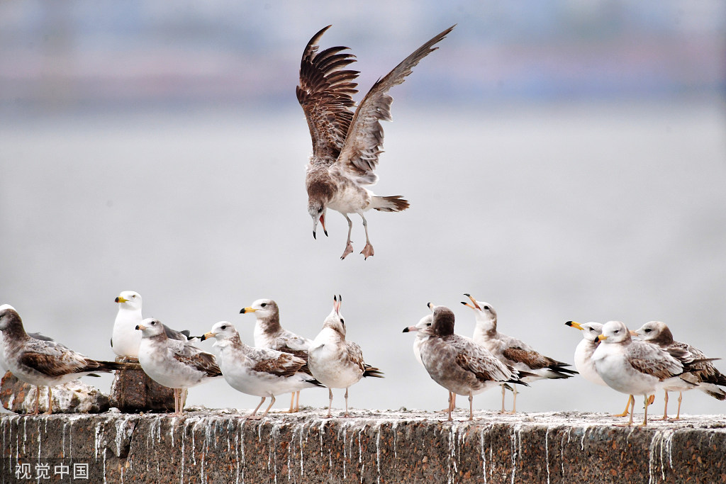山东青岛：成群海鸥渔港度夏