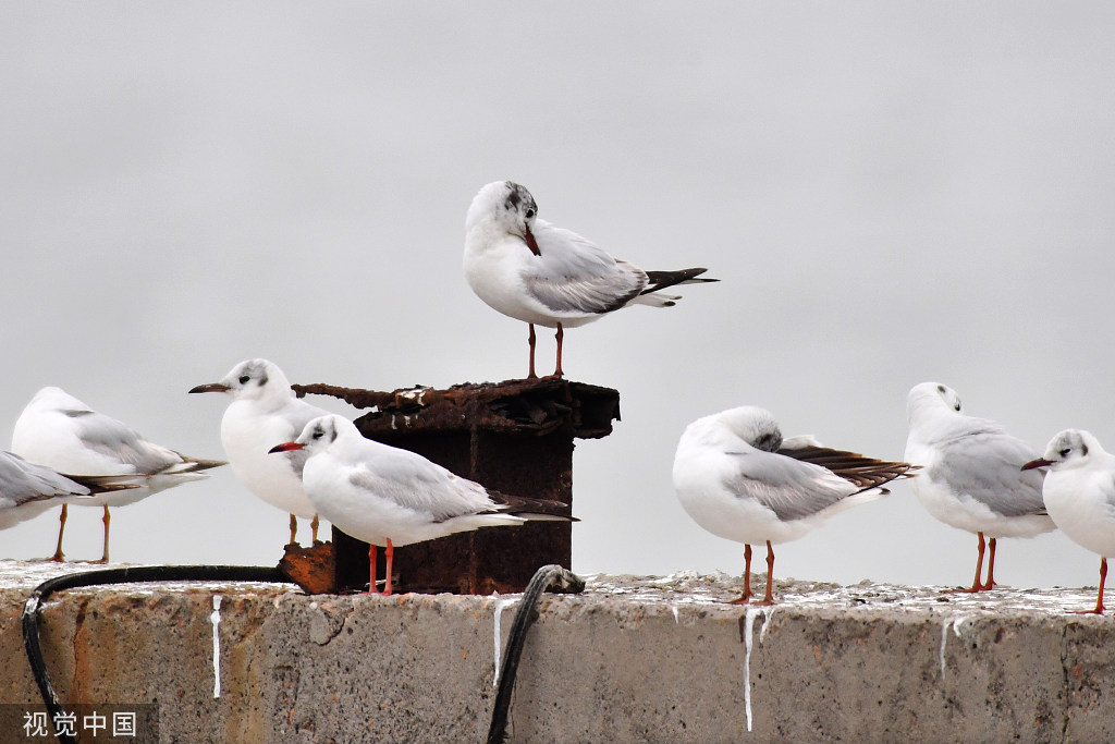 山东青岛：成群海鸥渔港度夏