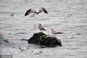 山东青岛：成群海鸥渔港度夏