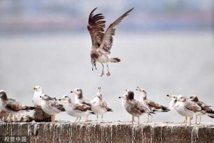 山东青岛：成群海鸥渔港度夏
