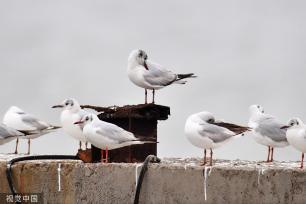 山东青岛：成群海鸥渔港度夏
