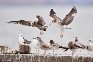 山东青岛：成群海鸥渔港度夏