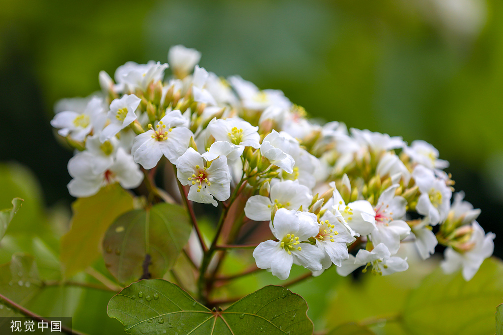 浙江淳安千年桐花竞相绽放 漫山遍野