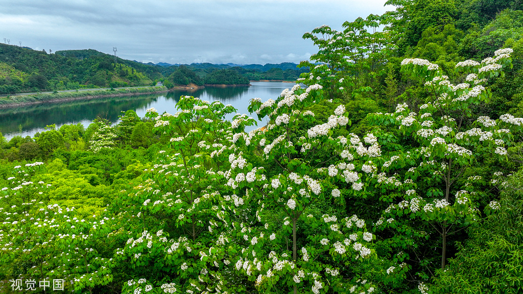 浙江淳安千年桐花竞相绽放 漫山遍野