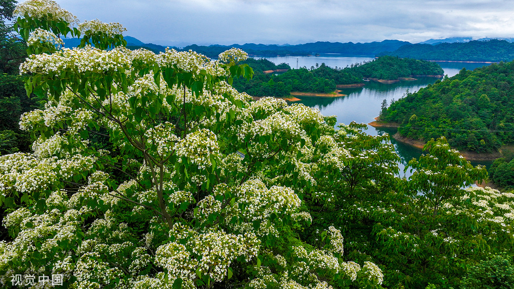浙江淳安千年桐花竞相绽放 漫山遍野