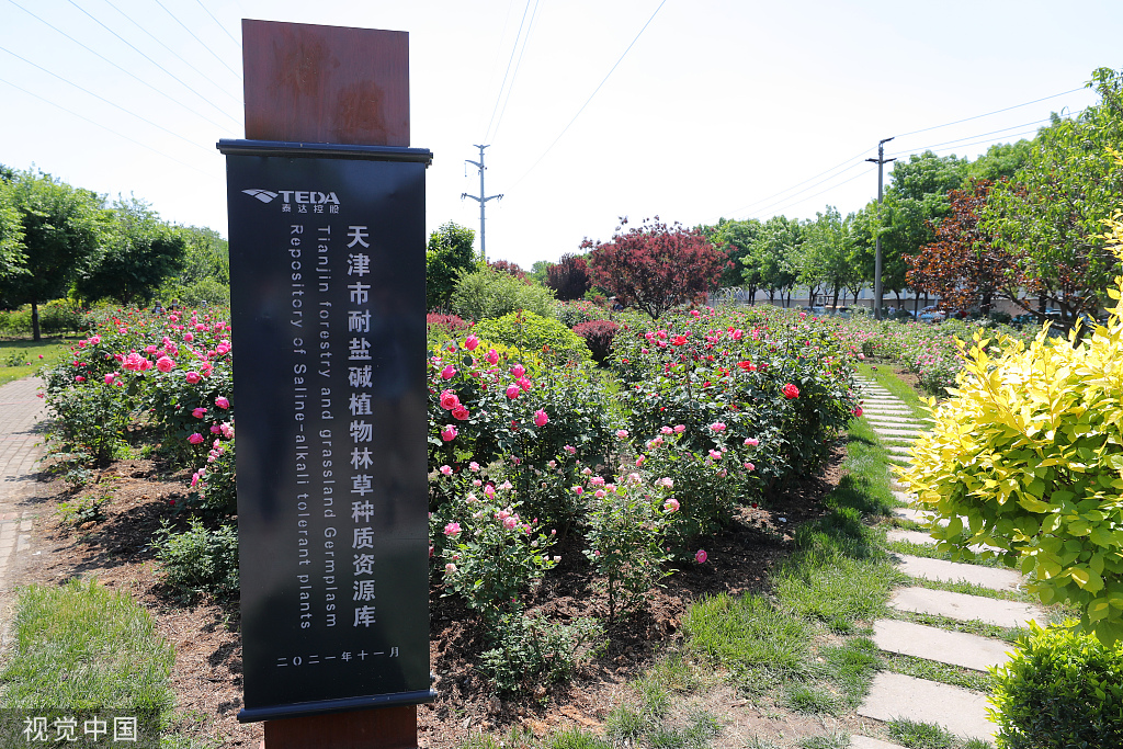 天津植物资源库月季开放 姹紫嫣红满园芬芳