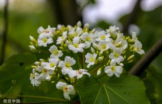 浙江淳安千年桐花竞相绽放 漫山遍野