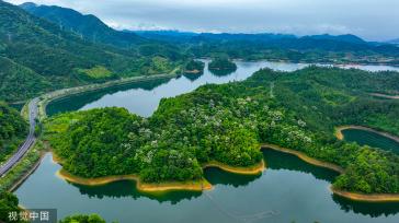 浙江淳安千年桐花竞相绽放 漫山遍野