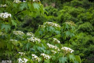 浙江淳安千年桐花竞相绽放 漫山遍野