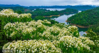 浙江淳安千年桐花竞相绽放 漫山遍野