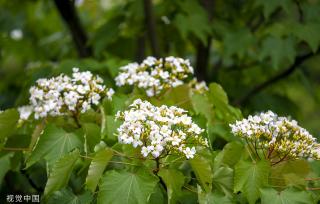 浙江淳安千年桐花竞相绽放 漫山遍野