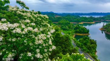 浙江淳安千年桐花竞相绽放 漫山遍野